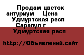 Продам цветок антуриум. › Цена ­ 450 - Удмуртская респ., Сарапул г.  »    . Удмуртская респ.